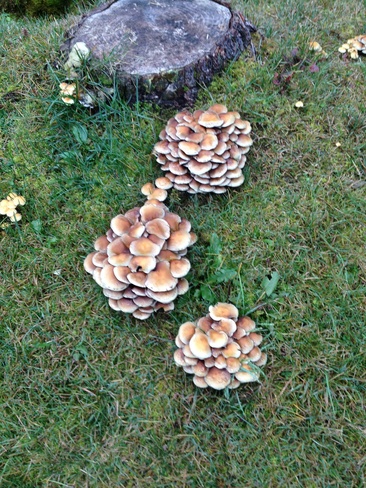 wild mushrooms Deep Bay, British Columbia Canada