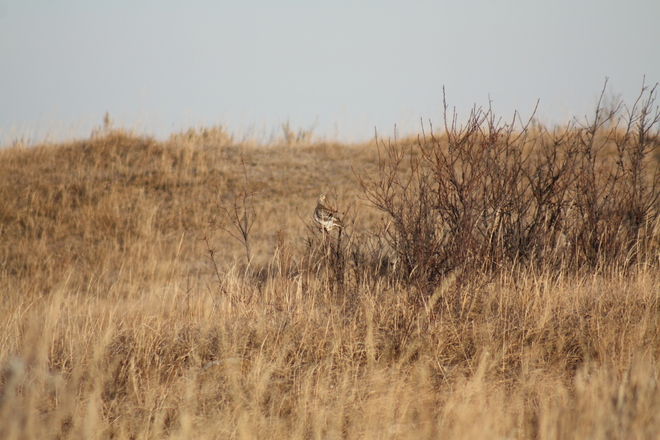 Sharp-tailed Grouse Burstall, Saskatchewan Canada