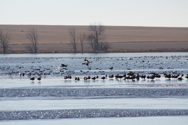 Geese on Schuler Lake Schuler, Alberta Canada