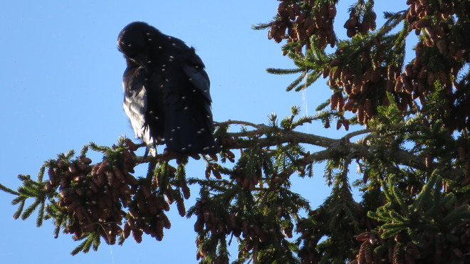 American Crow (Corvus brachyrhynchos) perched upon a White Spruce (Picea glauca) Chester, Nova Scotia Canada