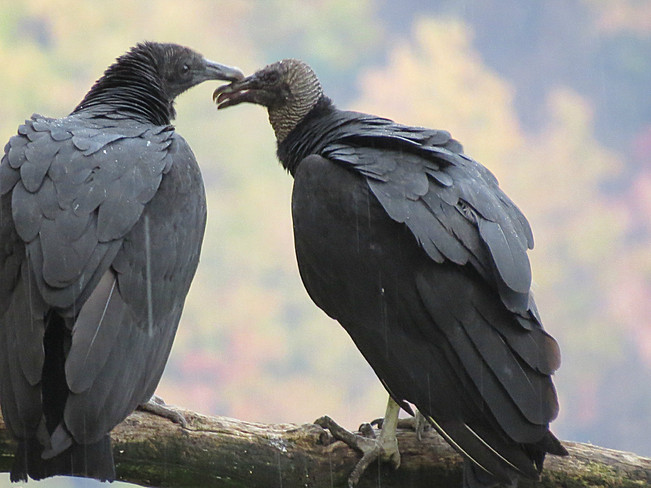 Black vultures Queenston, Ontario Canada