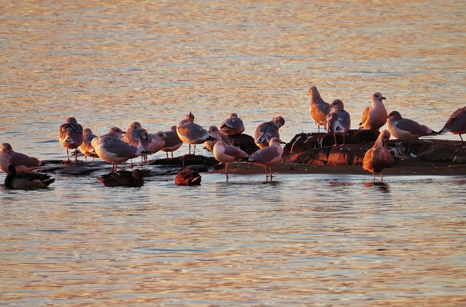 Ring-billed gulls,take in last nice sunset. North Bay, Ontario Canada
