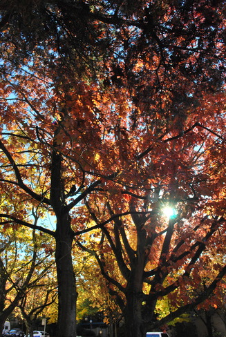 Beautiful Fall Colours Vancouver, British Columbia Canada