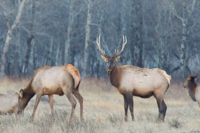 Rutting Elk Lethbridge, Alberta Canada