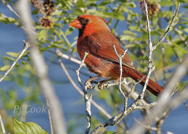 Cardinal.. Ajax, Ontario Canada