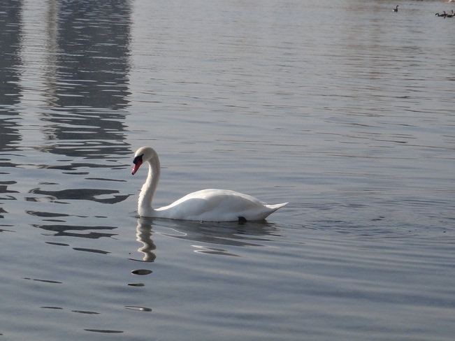 Beautiful swan Toronto, Ontario Canada