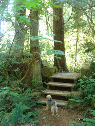 Wickininish Rainforest Trail Tofino, British Columbia Canada