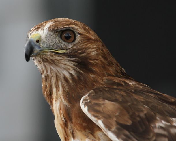 Red-tailed Hawk Brighton, Ontario Canada