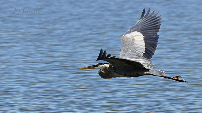 Heron in flight.. Pickering, Ontario Canada