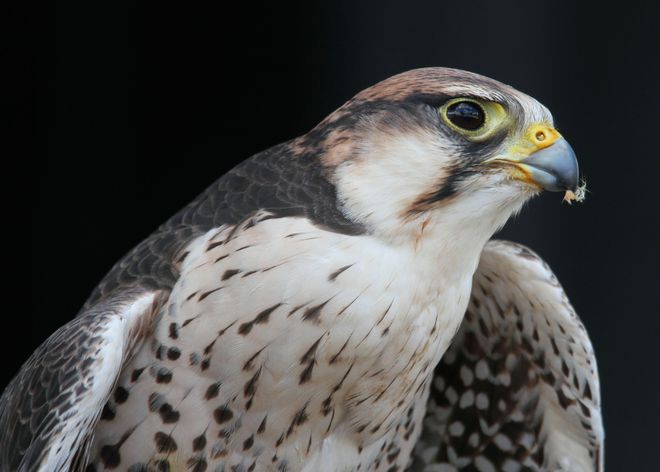 Peregrine Falcon Brighton, Ontario Canada