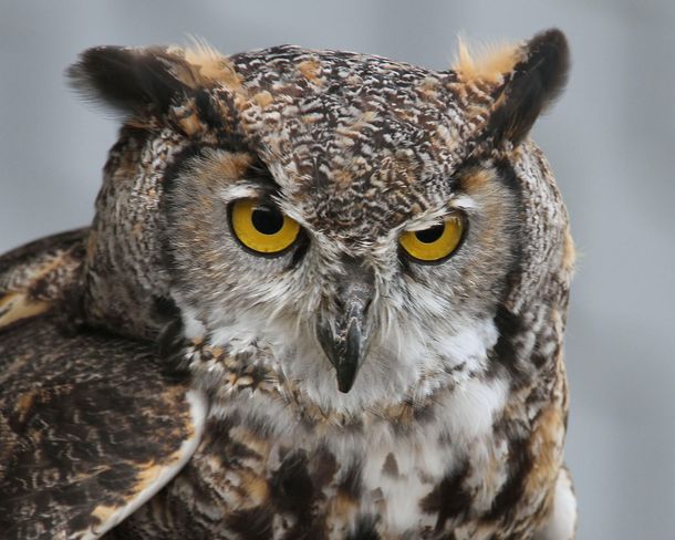 Great Horned Owl Brighton, Ontario Canada