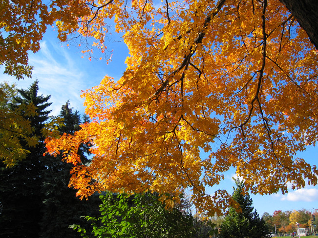 Fall Colours Montréal, Quebec Canada