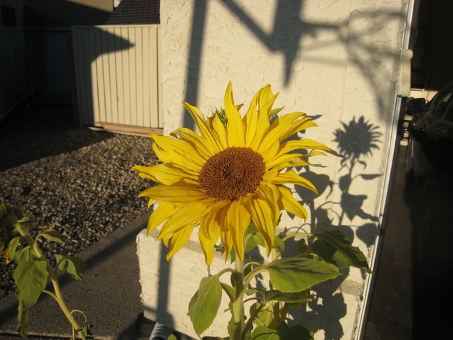 Last hurrah for this sunflower Saskatoon, Saskatchewan Canada