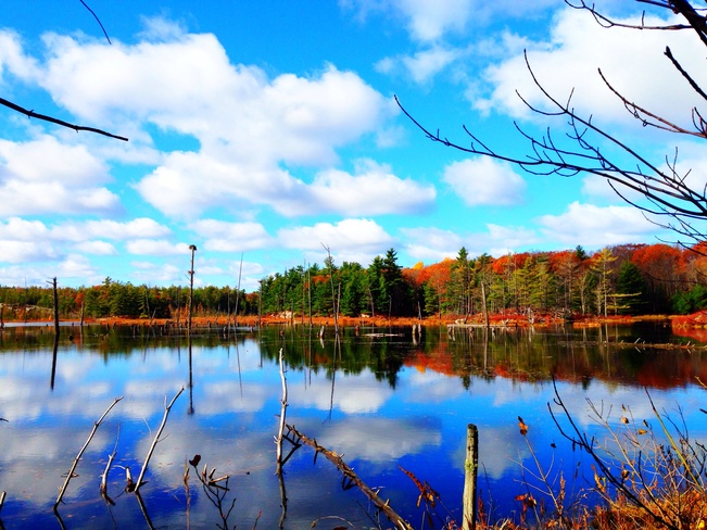 the beaver pond at Blue Mntn Blue Mountain, Ontario Canada