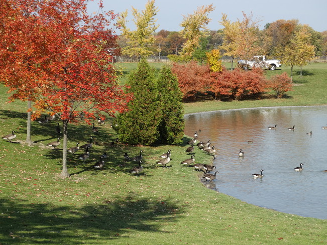 West Pond Geese 2 Sarnia, Ontario Canada