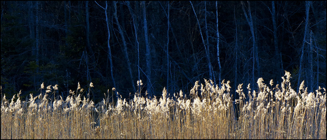 Sherriff Creek, long row of grasses. Elliot Lake, Ontario Canada