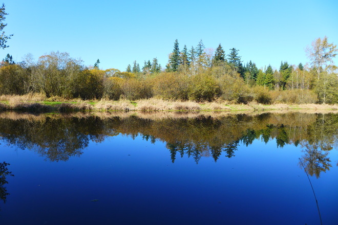 Pond reflection Langley, British Columbia Canada