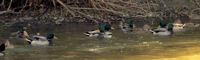 Ducks Hastings, Ontario Canada