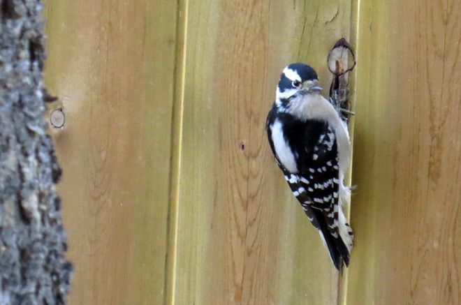 Woodpecker Devon, Alberta Canada