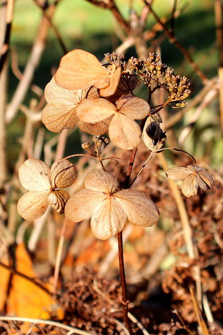 fleurs d'automne Cantley, Quebec Canada