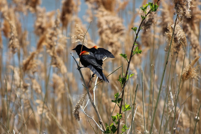 blackbird in rushes Verdun, Quebec Canada