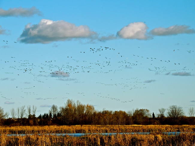 Mega Flock of Geese. Port Perry, Ontario Canada