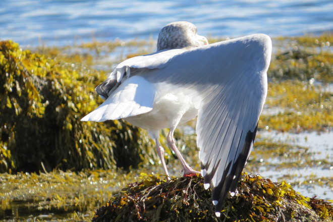 Herring Gull Adult nonbreeding (Larus argentatus) Chester, Nova Scotia Canada