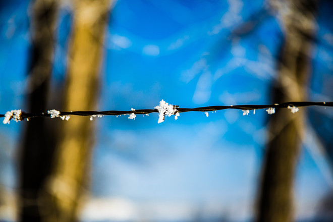 Snow on barb wire. Unity, Saskatchewan Canada