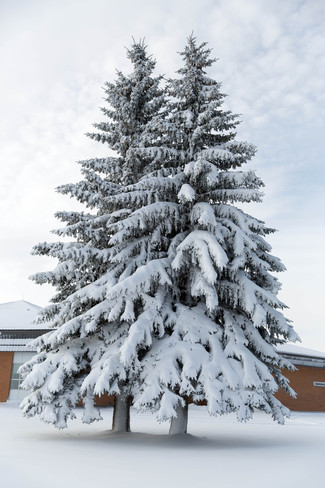 Snow Covered trees Unity, Saskatchewan Canada