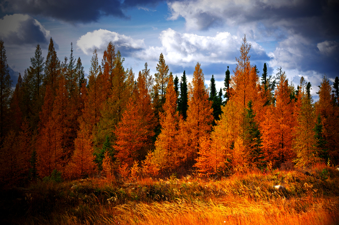Autumn Splendor Yorkton, Saskatchewan Canada