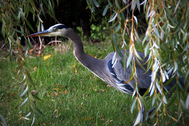 GBH Under The Willow Tree Delta, British Columbia Canada