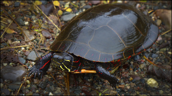 Sherriff Creek turtle enjoys the rain. Elliot Lake, Ontario Canada