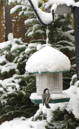 Snow bird chickadee Cochrane, Ontario Canada