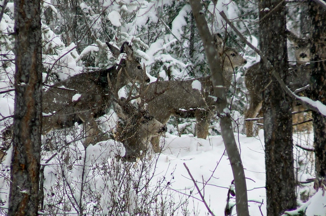 mule deer Kimberley, British Columbia Canada