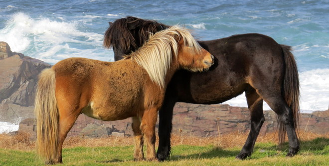 Ponies Cape Bonavisa Bonavista, Newfoundland and Labrador Canada