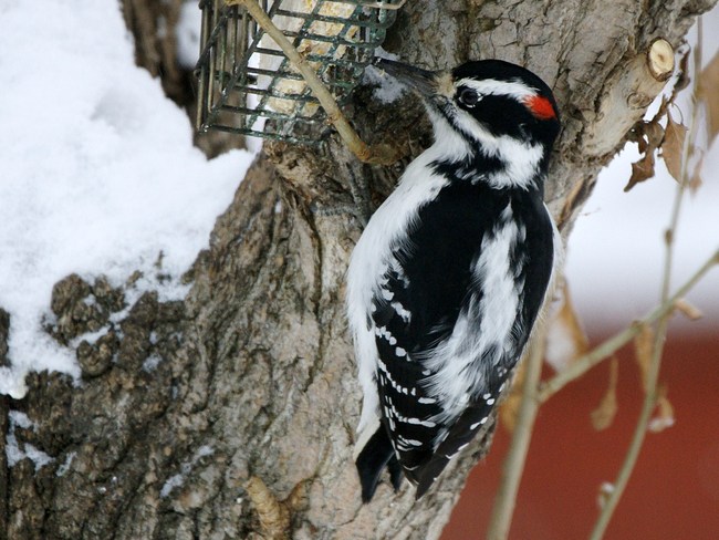Downy Woodpecker Bonnyville, Alberta Canada