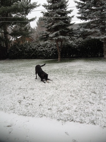 Stanley enjoying the snow! Dowling, Ontario Canada