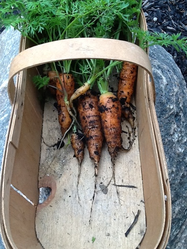 Last of the Carrots Collingwood, Ontario Canada