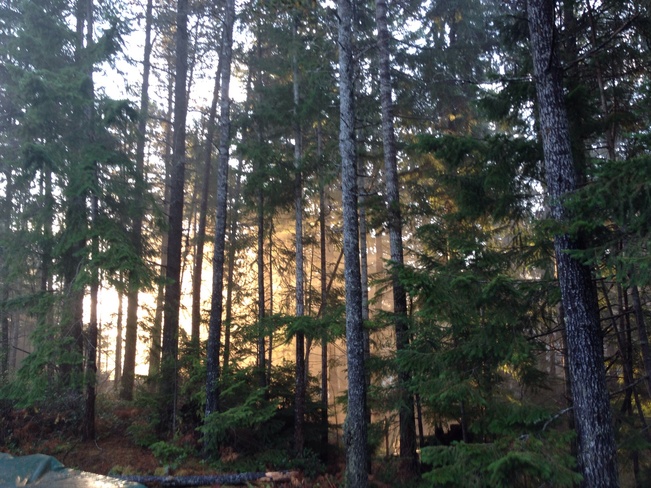 Morning sun and fog in trees Comox Valley, British Columbia Canada