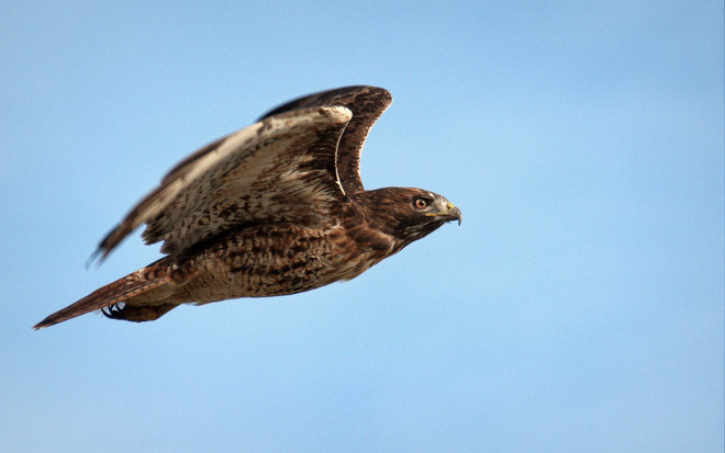 Red-tailed Hawk Delta, British Columbia Canada