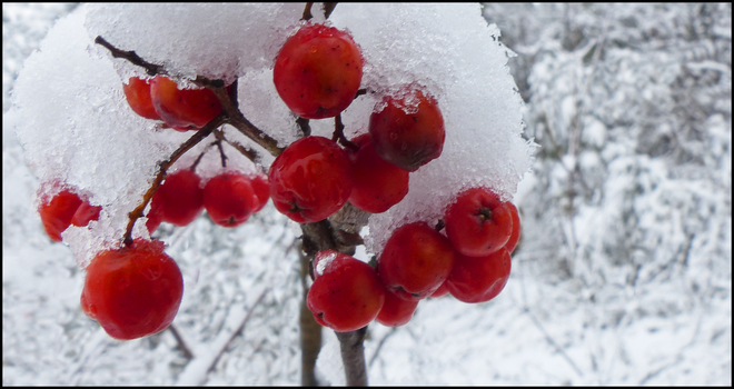 Esten Dr. red berries covered in snow. Elliot Lake, Ontario Canada