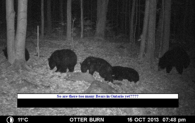Enough Bears for you??? Ottawa, Ontario Canada