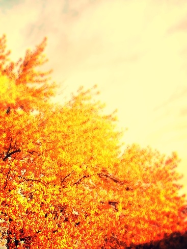 fall trees Tilbury, Ontario Canada
