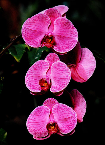 Q.E. Orchids Vancouver, British Columbia Canada