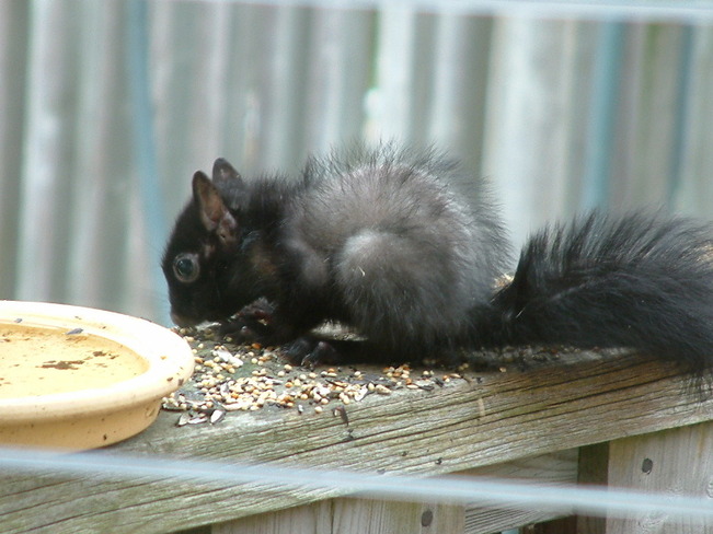 Baby Squirrel Goderich, Ontario Canada