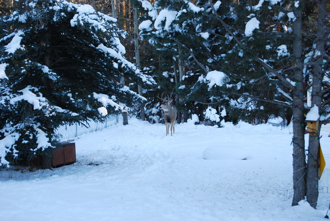 Backyard visitor Red Deer, Alberta Canada
