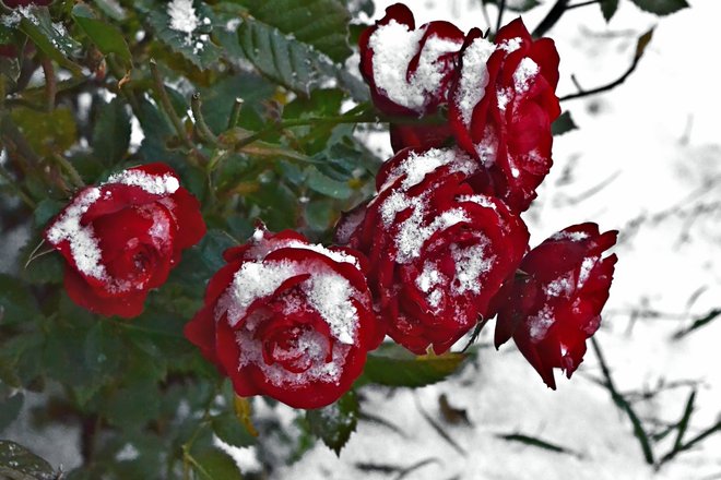 Red Mini Roses in the Snow Goderich, Ontario Canada