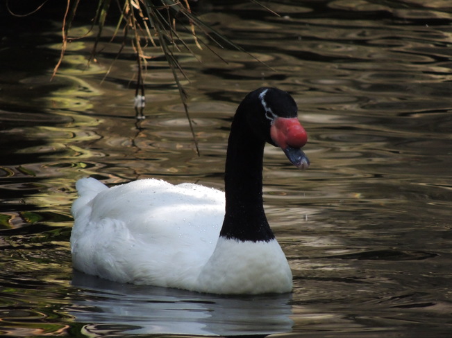 Black Necked Swan Orlando, Florida United States
