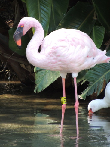 Pink Flamingo Orlando, Florida United States
