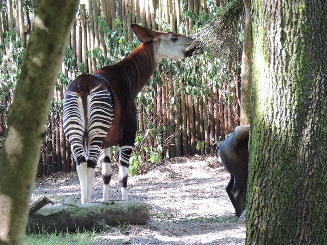 Okapi Orlando, Florida United States